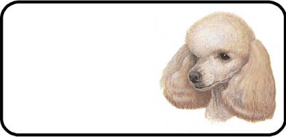 Apricot Poodle