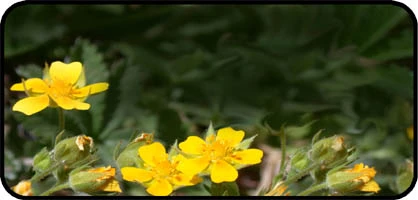 Yellow Petals