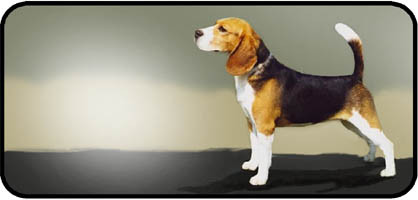 Beagle