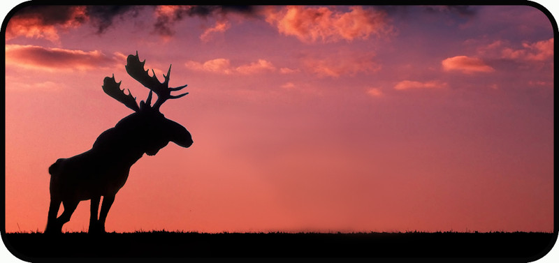 Sunset Moose