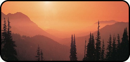 Pine Tree Mist Peach