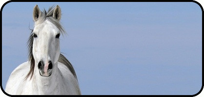 White Horse