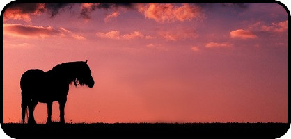 Horse at Sunset
