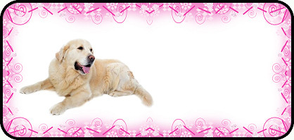 Pink Swirl Yellow Lab