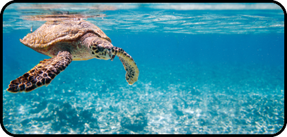Sea Turtle
