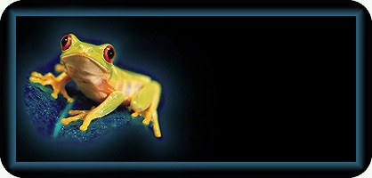 Tree Frog Blue