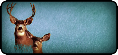Oh Deer Blue