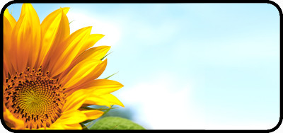 Sunflower Surprise
