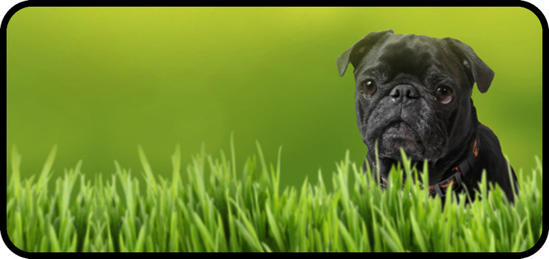 Grassy Pug