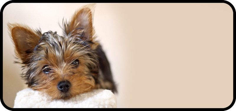 Resting Yorkie