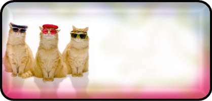 Cool Cats