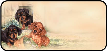 Dachshund Pups