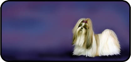 Shih Tzu