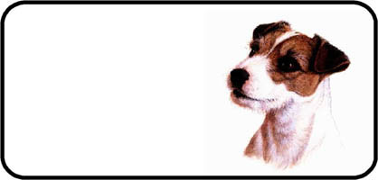 Jack Russell Terrier