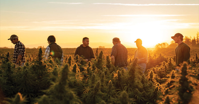 A Brief History of Charlotte’s Web and the CBD Boom A Brief History of Charlotte’s Web and the CBD Boom