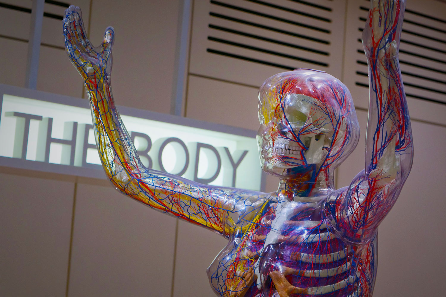 Understanding CBD Oil and Its Effects on the Body's ECS