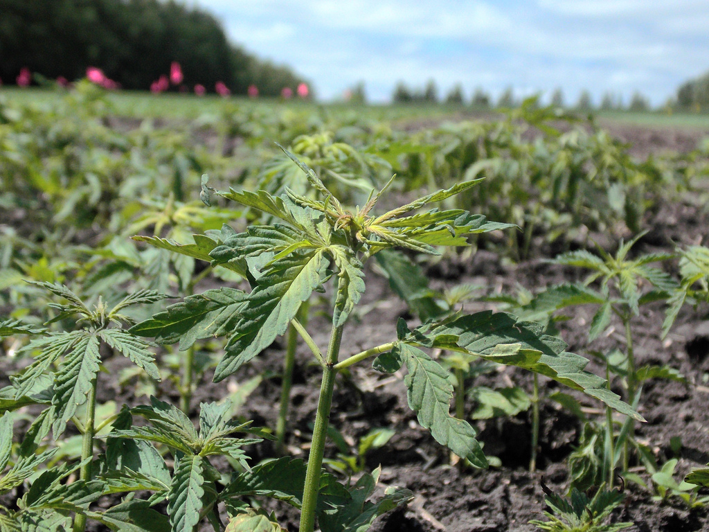 The Important Distinctions Between Hemp and Marijuana The Important Distinctions Between Hemp and Marijuana