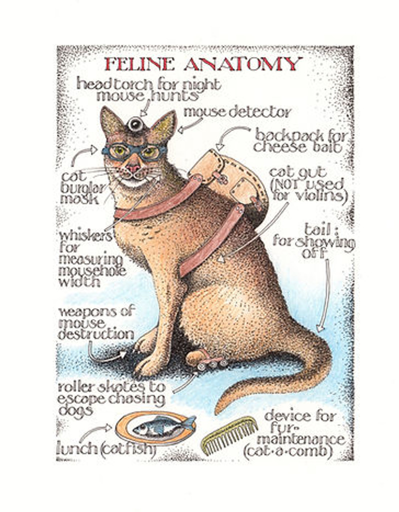 Feline Anatomy