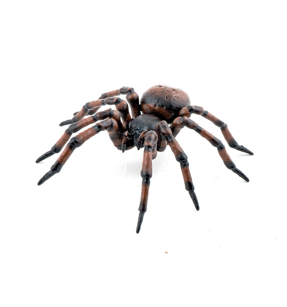 Common Spider - Papo