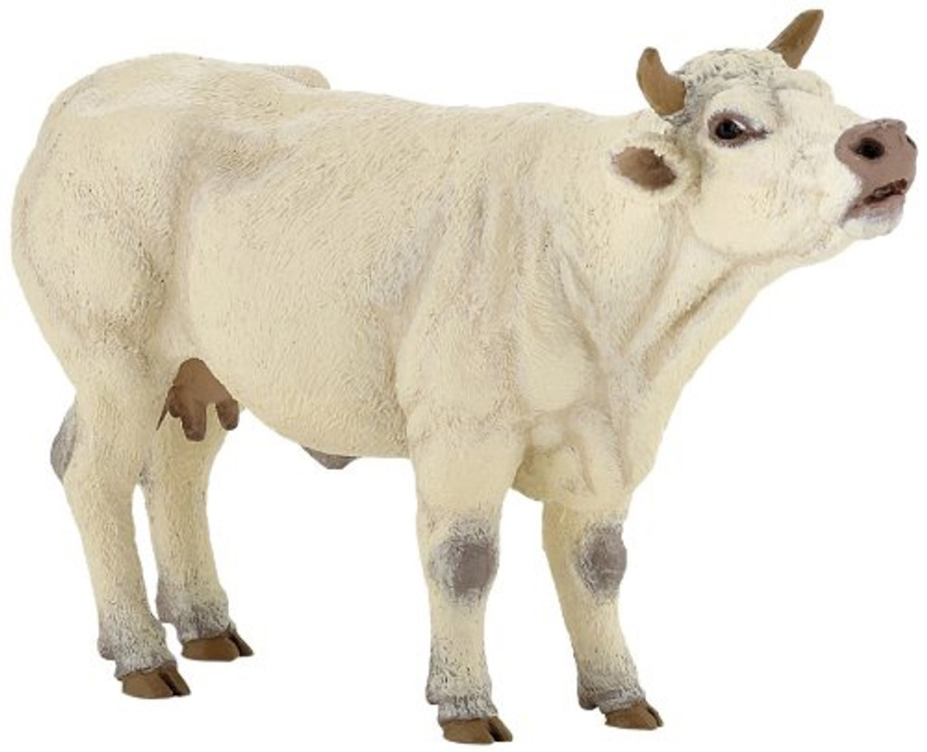 Charolais Cow Mooing - Papo