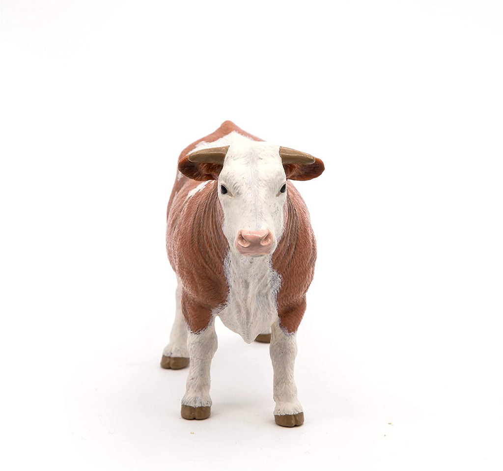 Simmental Bull - Papo