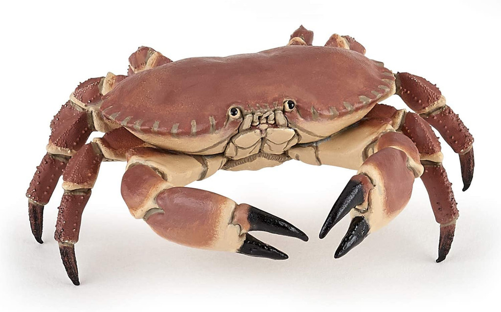 Crab - Papo