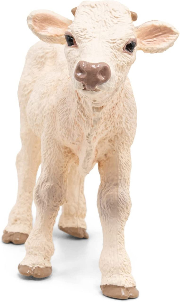 Charolais Calf - Papo