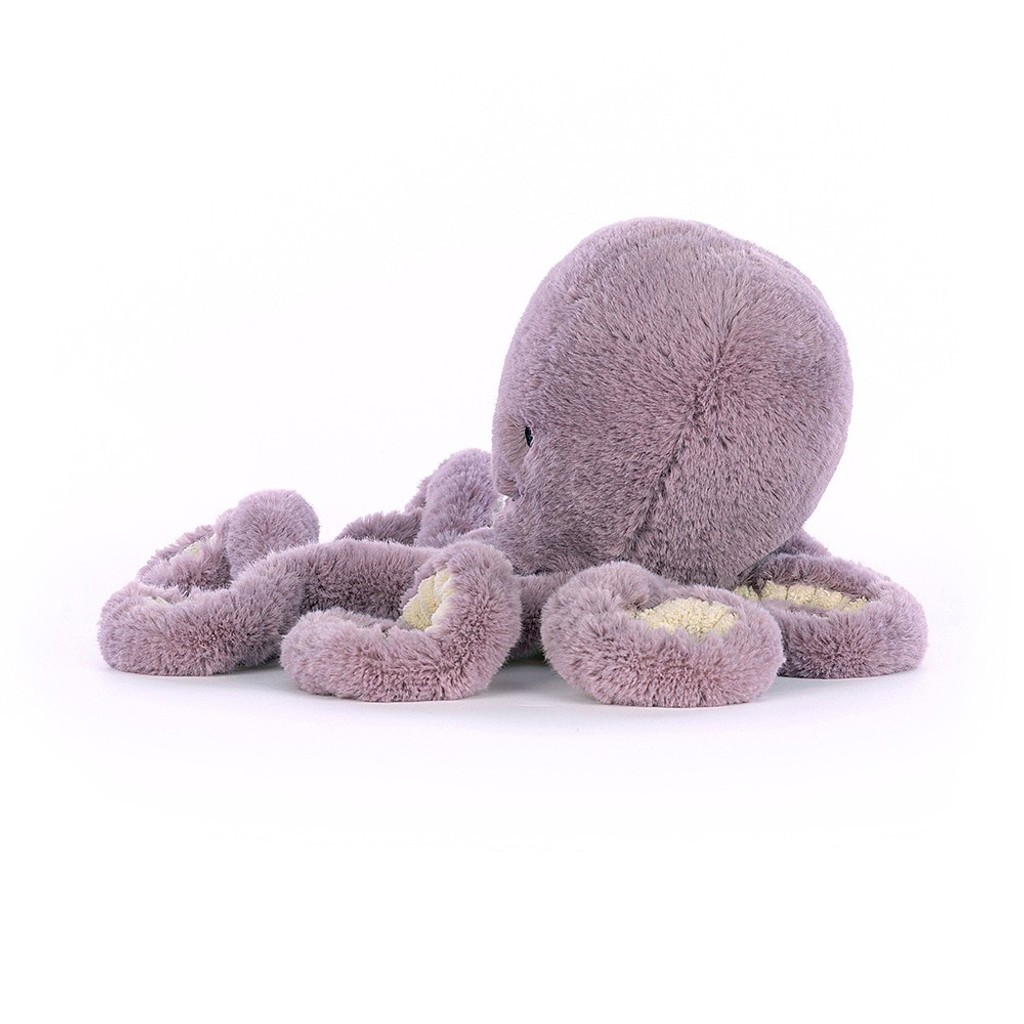 Little Maya Octopus