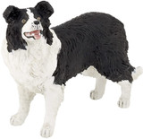 Border Collie - Papo Border Collie - Papo