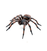 Common Spider - Papo