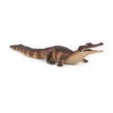 Caiman - Papo