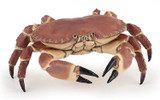 Crab - Papo