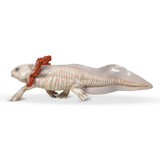 Axolotl - Papo
