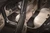 3D MAXpider 12-13 Honda CIvic Sedan Kagu Black Full Set - L1HD04101509 Photo - Mounted