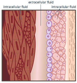 cell-fluid.jpg