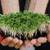 Organic Broccoli Microgreens 2 oz.