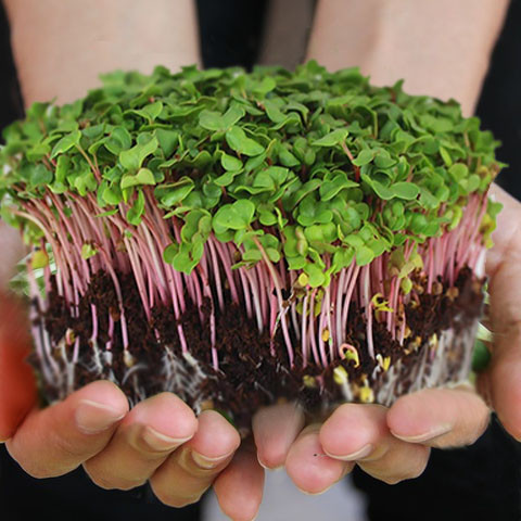 Organic Rambo Red Radish Microgreens 2 oz.