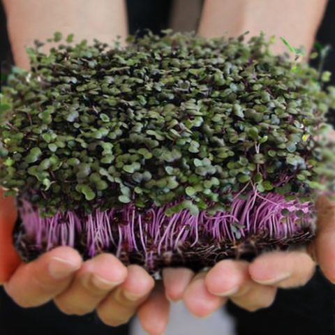 Organic Red Acre Cabbage Microgreens 2 oz.