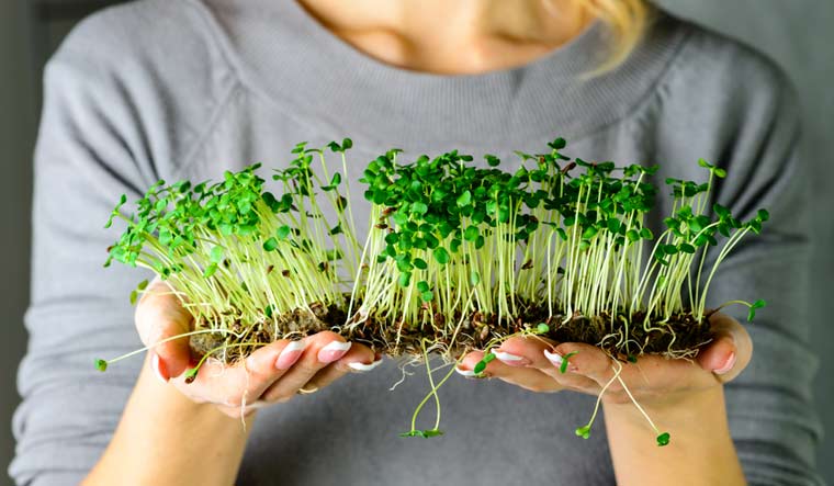 microgreens.jpg