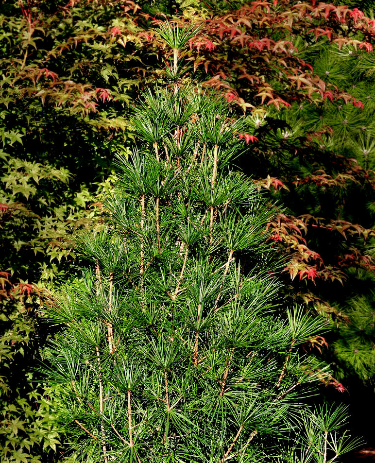 Sciadopitys verticillata 'Winter Green' Japanese Umbrella Pine Kigi
