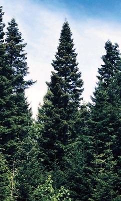 Abies grandis Grand Fir Kigi Nursery