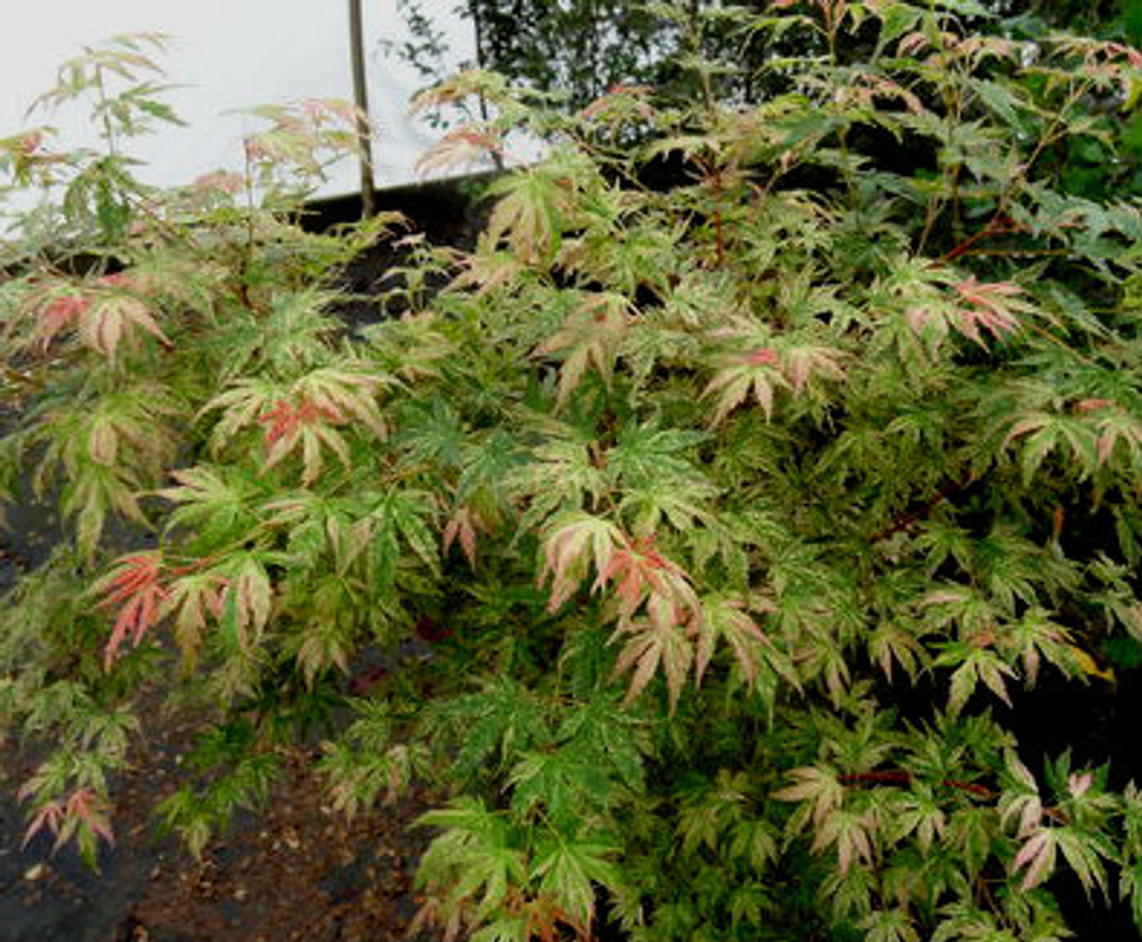 acer palmatum seedlings