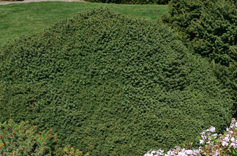 Picea abies 'Little Gem' Dwarf Norway Spruce - Kigi Nursery