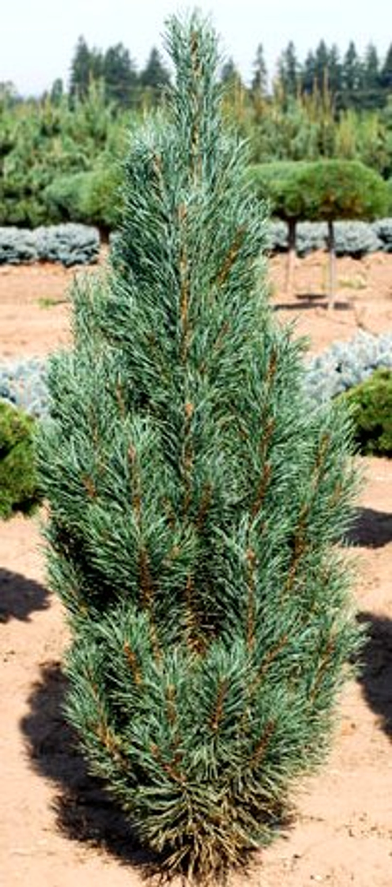 Pinus Sylvestris Fastigiata Narrow Columnar Scots Pine Kigi Nursery