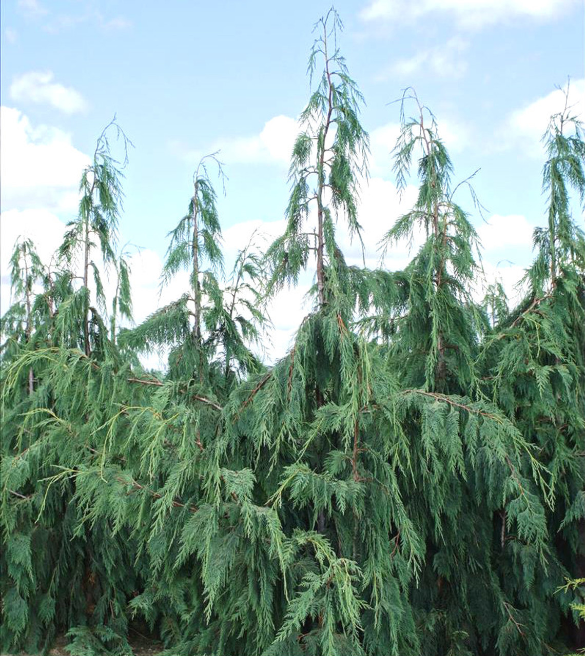 chamaecyparis nootkatensis pendula