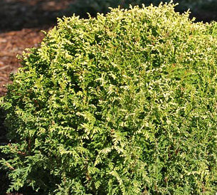 Chamaecyparis pisifera 'Cream Ball' Dwarf Sawara Cypress Kigi Nursery
