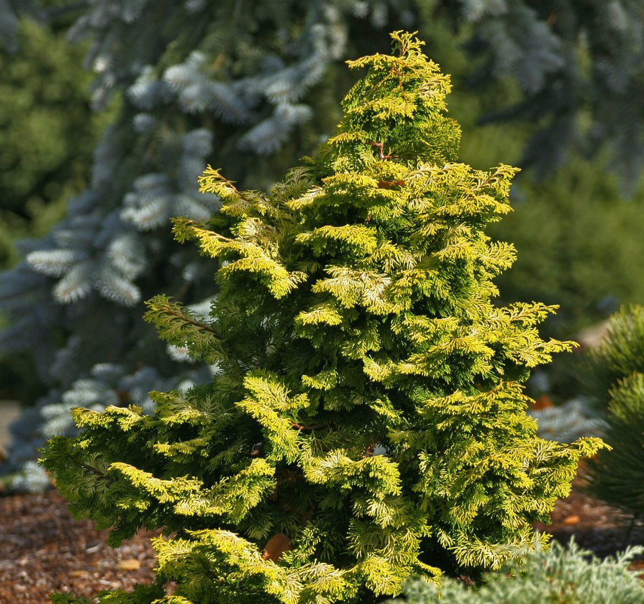 Chamaecyparis obtusa 'Confucius' Variegated Hinoki Cypress - Kigi