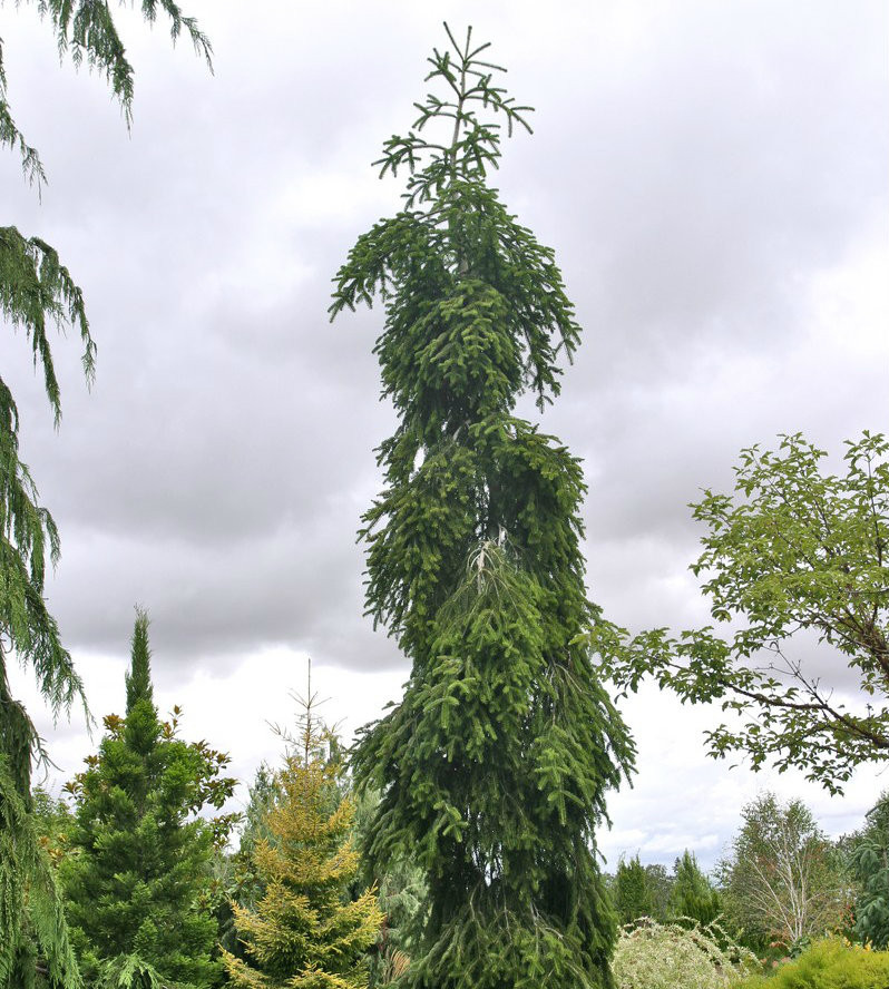 Abies alba Pendula もみの木　枝垂れ　針葉樹 Abies alba ' Pendula ' Weeping Silver Fir - Kigi Nursery