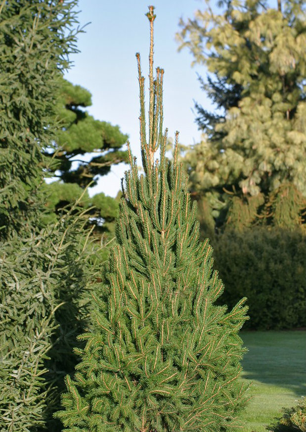 Picea abies 'Cupressina' Narrow Norway Spruce - Kigi Nursery
