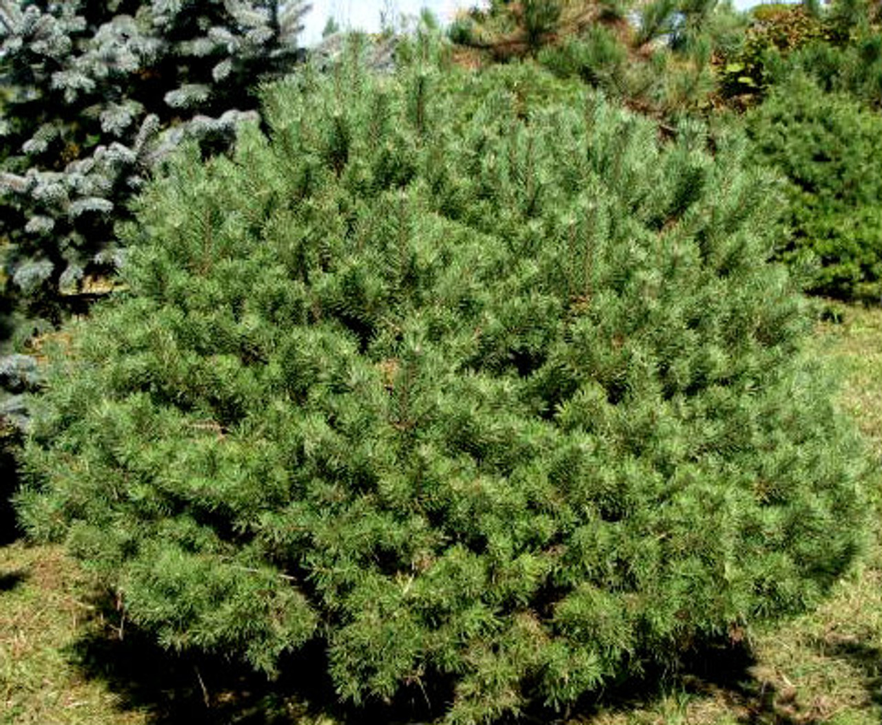 Купить хвойные недорого. Pinus Sylvestris beuvronensis. Сосна обыкновенная beuvronensis. Сосна Глоуб. Pinus Sylvestris 'argentea'.